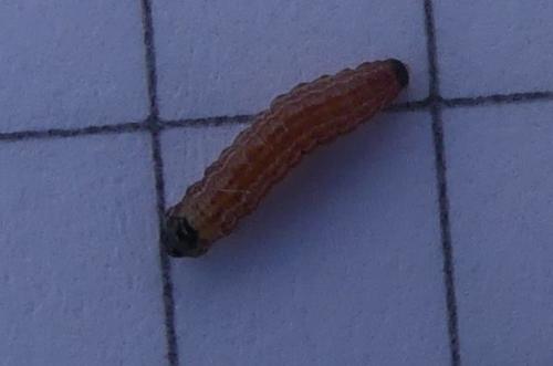 Mesophleps sp.